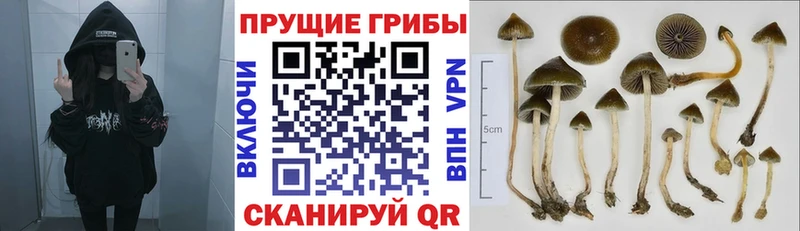 Псилоцибиновые грибы Cubensis  Зима 